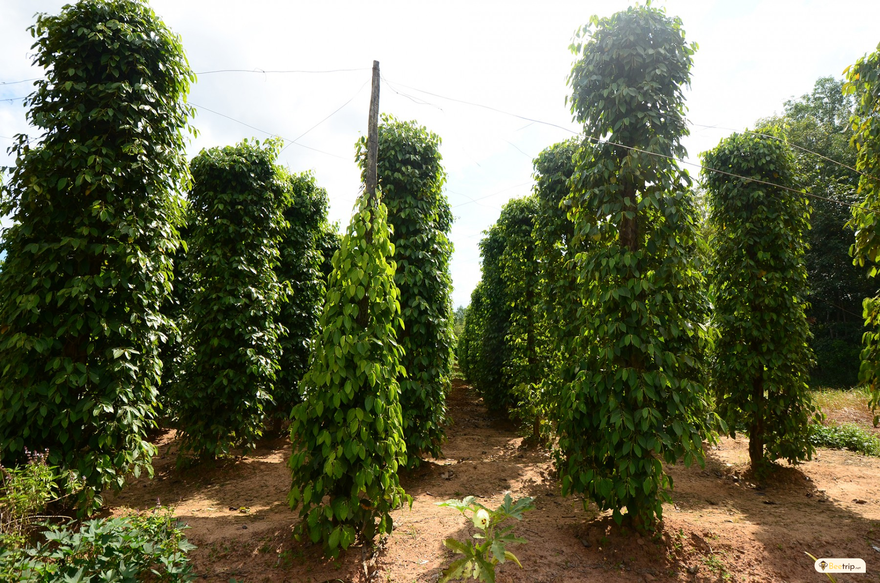 phu-quoc-red-pepper-farm