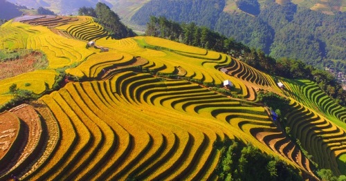 HA NOI - MU CANG CHAI